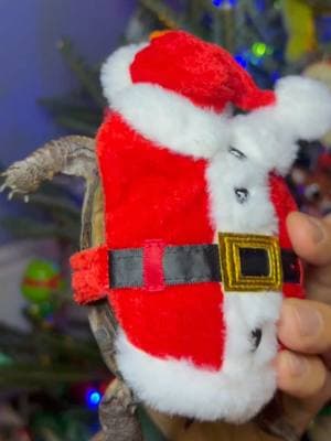 Santa Little Helper 🎅🏽  We Want to Wish everyone a Happy Holidays or Feliz Navidad 🎄💚  #easternboxturtle #exoticpets #santa #reptilecommunity #boxturtle #turtles #tortuga #reptile #tortoise #tartaruga #tortue #conservation #turtlepower #fypage #animals #tmnt #reptilesofinstagram #reptilelover #turtlelife #santaclaus #turtlecare #turtleofinstagram #ninjaturtles #christmas #navidad #holidays #feliznavidad #Elf 