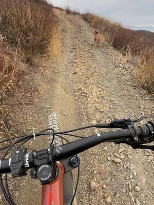 Morning work out before work #mtblife #mtb #mtbtrail #pitbulllove #pitbullsoftiktok #pitbulls #pitbulls_official 