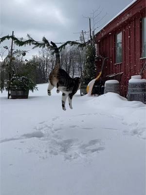 Tēkio doing his thing. #catsoftiktok #brewery #snowcat #massachusetts #westernmass 