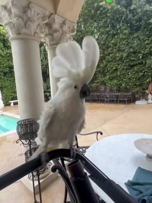 #cockatoo #cockatoos #singing #cockatoolife #birdtok #chicken #bird #birdsoftiktok #pets #PetsOfTikTok #pet #petlover #parrot #parrots #parrotsoftiktok #animal #animals #animallover #animalsoftiktok #fy #fyp #fyp* #fypage #fypシ #fypシ゚viral #for #foryou #foryoupage #foryourpage #foru #reaction #challenge #prank #joke #game #play #trend #trending #viral #viralvideo #fun #funny #funnyvideos #comedia #humor #laugh #happy #toy #friends #BestFriends #wow #omg #amazing #crush #exotic #exoticpets #family #mom #MomsofTikTok #momlife #MomsofTikTok #grandma #grandmasoftiktok #nana #dad #dadsoftiktok #son #Love #loveyou #hellotiktok #1m #entertainment #movie #actor #toy 