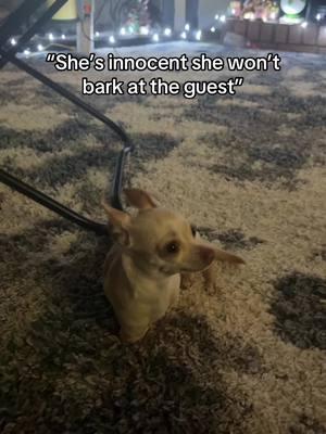 This is how our Christmas Eve has been 😭 #fyp #foryou #fypシ #parati #lol #dog #doggo #dogs #dogsoftiktok #dogtok #dogmeme #meme #pet #pets #PetsOfTikTok #chihuahua #chihuahuastiktok #chihuahuas #viral #blowthisup 