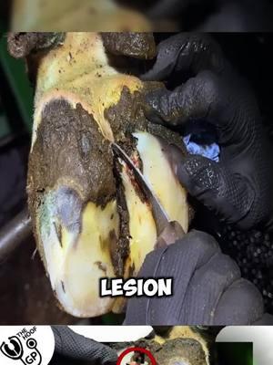 there's a HOLE in this HOOF ... & I made a mistake!!!!P2 #satisfying #oddlysatisfying #asmr #farrier #cow #cows #TheHoofGP#horse #hoof #hooftrim #hooftriming #hoofpick #hoofcleaning #hoofcare #hooftok #horse #farrier #farriersoftiktok