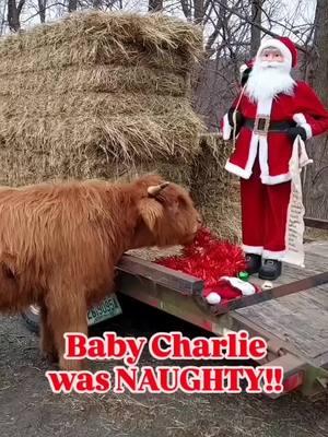 BABY CHARLIE WAS NAUGHTY!! AND HE STILL LOVES TO TAKE THE GARLAND IF YOU'RE NOT LOOKING!  WISHING EVERYONE A VERY MERRY CHRISTMAS! FROM ALL OF US AT ELK RAVINE FARM! WE LOOK FORWARD TO SEEING EVERYONE IN THE NEW YEAR! #trending #Christmas #merrychristmas #Santa #savesoil #cowcuddling #cow#trending #cutebaby #Charlie #elkravinefarm #thankful #Blessed 