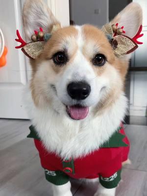 Merry Christmas #corgi #dog #mypet 