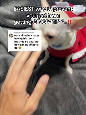 Replying to @Izzy definitely try this, coming from someone with a crazy chihuahua 😭 #PetsOfTikTok #pettips #pets #petproducts #drpaws 