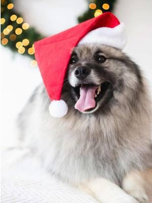 Nothing beats this ♥️  The best way to spend the holiday season is snuggled up on the couch with your fur baby ♥️ #keeshond #dogmom #christmas #christmasdog