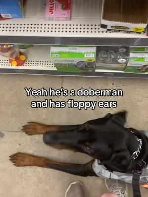 🤦‍♀️ #doberman #dogcommunity #fyp #dogtok #dobermanservicedog #ownertrainedservicedog #ptsd #psychatricservicedog #ptsdservicedog #servicedog #dobermanpinscher #doberman #servicedogcommunity #servicedogsoftiktok 