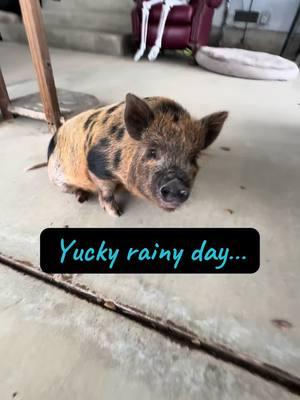 This little girl is the sweetest..calmest..most loving little girl…well until you pick her up..she goes a little crazy…she doesn’t want help..so independent❤️ #Love #piddyslegacy #luvthesnout #cutepig #kahu #piglet #nonprofit #sanctuary #specialneeds #rescue #pigsoftiktok #minipigsoftiktok #minipigs #cuteanimals #whatwedo #howweroll #kunekune #beautiful #fyp #rain #california #independent #friendsnotfood #farm #happyplace #livingmybestlife #livinthedream #forever 