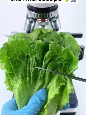 Lettuce at 400X magnification is seriously awesome!  #tiktok #funnyvideos #fyp #microscope 