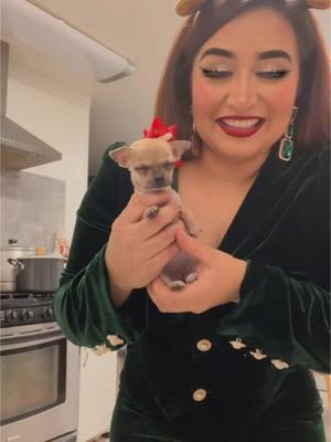 We had a little guest at my house today! Soooooooo lil 🥹🫶🏽😭 #puppytiktok #puppylife #chiquititas #chiquauasoftiktok #fypシ #funnyvideos #fypシ゚viral #fyp #merrychristmas #losangeles  #la #doglover 