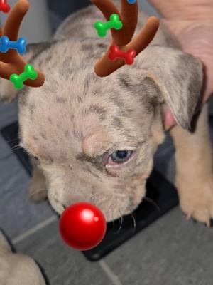 #sephoraalışverişim #christmaspuppies #reindeer #christmas #bulliesoftikitok #bulldogsoftiktok #pocketbullies #exotic #bully #genghiskhan #bluetrimerle #merle #saginawmichigan #bully 