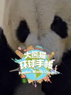 On September 14, giant panda Yuan Yuan and Yang Yang, who had been living in Austria, returned to China and now live at the Shenshuping Base. How are these two elderly pandas adapting now? Let's take a look! #panda#austria #FriendshipMessenger #PandasWorldTravel