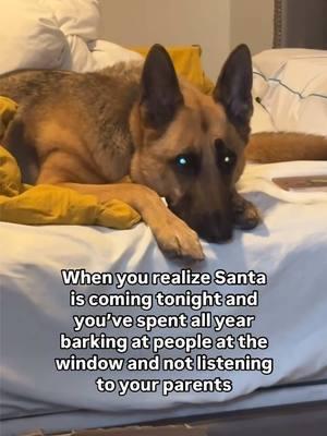 His guilty face though 🤣 don’t worry, Santa still has gifts for you 🥰  #christmas #PetsOfTikTok #dogsoftiktok #dogsoftiktokviral #gsd #gsdoftiktok #christmasdogs #christmasdogsoftiktok 