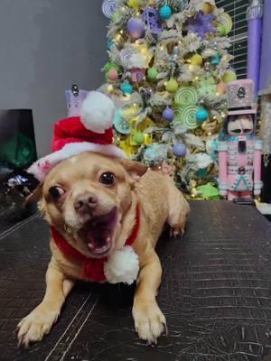 #CapCut #joi #dogsofticktok #tiktokdogs #furbaby #christmas #arcangel #jinglebellrockchallenge #junglebell #chihuahua #chihuahuastiktok @luisito 6969 