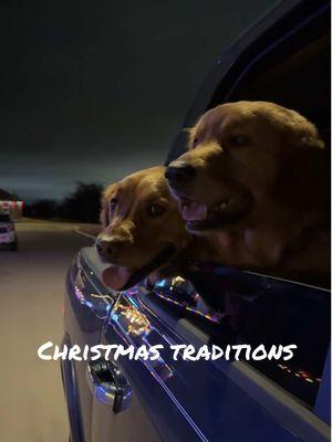 This is your sign to take your dog(s) to see Christmas Lights🥹🎄✨ @tex.and.mav.the.goldens  #golden #goldenretriever #goodboy #dog #goldenretrieverpuppy #puppy #cute #goldenretrieverlove #dogsoftiktok #dogtok #dogslife #puptok #puppiesoftiktok #goldensoftiktok #puppylove #texas #goldensoftexas #floof #floofer #pupfluencer #puppybrothers #puppies #brothers #brotherlylove #goldens #dogsoftiktok #dogs #christmas #christmastraditions 