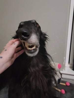 Checking if Nox had scrunches today was a success! it's Christmas eve miracle! #borzoi #sighthound #borzoisoftiktok #dogsoftiktok #noodlehorse #snoot 