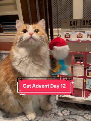 Cat Advent Day 12. Jasper wants to know where the treats are 😉 #catsoftiktok #catadventcalendar #catadvent #jasperand #christmascat 