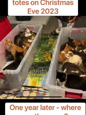 Christmas Eve cats found abandoned in totes on the side of the road found their forever homes ❤️❤️❤️ #rescuecat #fosteringsaveslives #foster #catlover #somanycats #catsoftiktok #christmasevecats #wherearetheynow 