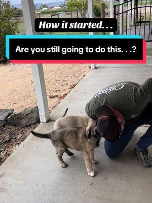 Anatolian Pups Bodach and Banshee are getting soooo big! “Are you still going to do this when you weigh 100+ pounds?” Yes. #anatolianshepherddog #lgd #livestockguardiandogs #bodachandbanshee #sheepprotector #sebastopolcalifornia #farmlife #sheepfarm #sweetpups #doggo #largedogbreed 