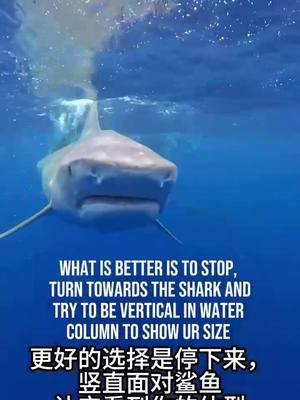 #sharke #sharkdiving #sharkfishing #greatwhitesharkfacts #greatwhitesharkweek #greatwhiteshark #sharkeatsshark #sharkvsshark #shark #sharkysharkshark #sharkattackshark #sharkattak #sharkbait #sharks #sharkfamily #sharkshark #sharkbaby #_____shark #_shark #shark? #sharkweek #sharkteeth #sharktok #sharklover #sharkattack #sharkchallenge #aggressiveshark #greywhiteshark #greatwhitessharks #greatwhitesharkcagediving #swimmingwithgreatwhitesharks #greatwhitwshark #greatwhitesharksfordays #greatwhitesharkclub #greatwhitesharkedit #greatwhitesharksleeping #greatwhitesharksighting #greatwhitesharkawareness #greatwhitesharkamerica #greatwhitesharkencounters #greatwhitesharkmovie #greatwhitesharkdiving #strandedgreatwhiteshark #greatwhitesharkbeached #great_white_shark #greatwhiteshark? #sharkwhitegreat #greatshark #greatwhite #greatwhitesharkuk #greatwhitesharkboat #babygreatwhiteshark #greatwhitesharklover #greatwhitesharkattack #greatewhiteshark #thegreatwhiteshark #agreatwhitesharrk #greatwhitesharshark #greatwhitesharks #fishsharkattack #sharkss #sharksofinstagram #sharktiktok #sharkidnikki #sharkspecialinterest #mamashark #sharktour #sharkeggs #fortniteshark #whiteshark #megashark #sharkvideo #______shak #sharkedit #sharksarefrends #shark_ #sharkfin #sharksoftiktok #landbasedsharkfishing #oceanicwhitetipshark #sharkprank #sharkstrike #hornshark #sharkawareness #dogfishshark #sharkhunt #banjoshark #biggestshark #sharklife #sharkmovie #bigshark #mommyshark #sharkcagediving #sharkfacts #sharktagging #zebrashark #reefshark #sharkallies #droneshark #sharkhunting #sharkcage #sharkmeme #sharkbiology #sharklovers #sharkdanger #makoshark #sharkcontent #sharkeatshark #shark% #sharksharksharks #sharksharkshark #megalodon #tigersharks #sharkart #sharkdiver #lemonsharks #sharkencounter #sharkyear #cutesharks #sharkbite #oceanlife #tigershark #swimwithsharks #tigershark roll 🦈 #sharky #America #USA #foryou #foryoupage #fyp #tiktok #viral # fogofomo #rescuesharks #greatwhites #blacktipshark #hammerhead #orcashark #saveshark #blueshark #blacktipreefshark #greenlandshark #goblinsharks #orca #hammerheadshark #greyshark 