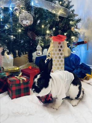 Merry Christmas from my little bunny and I😂my husband is not too happy. #bunnytiktok#essymaina83 