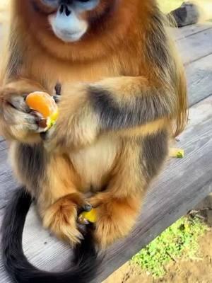 monyet #monkey#singe#maymun#abe#tximinoa#simio#beždžionė#enwe#monyet#बंदर#mono#বানর#singe#małpa#обезьяна#ลิง#원숭이#원숭이 #monkey #monyet #mono 