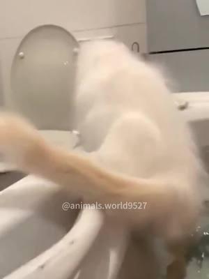 Cat bath…#c#catc#catsc#catsoftiktokf#foryouf#foryoupagea#animalsc#catloverf#fypf#fypシf#funnyf#funnyvideosk#kittenk#kittyf#funnycatf#funnyanimalsfunnytiktok 