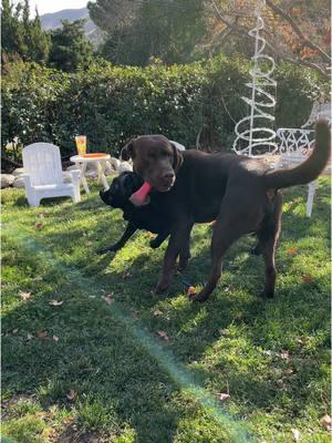 Spinjitzu #spinjitzu #playingkeepaway #keepaway #labsoftiktok #playtime #chocolatelab #blacklab #dogsplaying #sillydog #playfuldog #dizzyyet #dizzy 