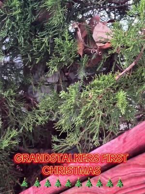 #christmas #christmas2024 #grandstalkers #grandsquirrel #wildlife #wildliferescue #wildliferescuer #wildliferehab #wildliferehabilitation #wildliferehabber #everylifematters #squirrel #squirrelrescue #squirrelrescuer #squirrelrescuemom #squamma #squirrelrehab  #squirrelfriend #LIWRR #firstchristmas 