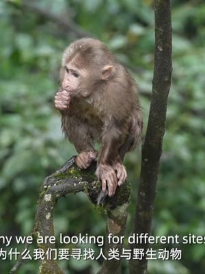 Here come the good friends of the Emei monkey! A team of Chinese and French researchers have climbed the Mount Emei to study the Emei monkey! #pandaeyes #sctvpandawandering #monkey 