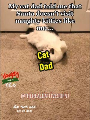 #naughtycat #naughty #christmas #catsoftiktok #therealcatlivesofnj #onthisday 