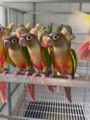 #parrot #parrotsoftiktok #parrots #parrotlover #parrotlife #parrotchallenge #parrottok #parrotlovers #parrotmom #parrotlover🐦 #petparrot #parrotrescue #parrottrainer #parrotcare #parrot🦜 #parrotparent #parrotfamily #lovelyparrot #parrotmeme #cussingparrot 