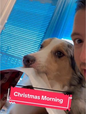 Hope this didn’t ruin your morning 😅 MERRY CHRISTMAS 🎄 #christmas #dogdad #funny #howsyourday #theaussiefam #hadesjaznateadventures 