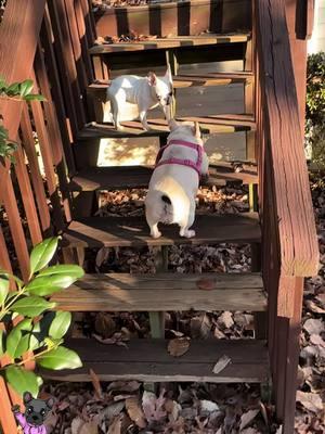 Mother amd daughter. Mother is pregnant and due jan 6th-8th if all goes well. #fypシ #PetsOfTikTok #pupsoftiltok #cutepuppy #microfrenchie #frenchbulldog #frenchiesoftik #