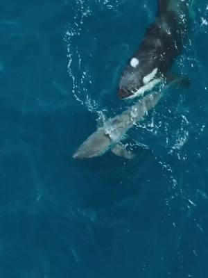 Hunting Great White Sharks! 🐋🦈 #amazingocean #orca 