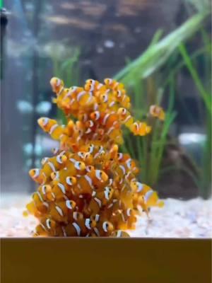 Clownfish breeding #clownfish #fish #stonefish #ocean #foryoupage #bassfishing #story #storytime #nemo 