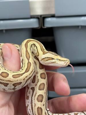 What do you think about this Burmese python with no eyes? 🐍 This snake is incredible—thriving and adapting despite the odds. Would you add a unique animal like this to your collection? Follow for more rare reptiles and behind-the-scenes content! #BurmesePython #ReptileTok #ExoticReptiles #SnakeKeeper #ReptileLovers #RareMorphs #AnimalAdaptations #SnakeCare #UniqueAnimals #Herpetology #SnakeCommunity #ExoticPets #ReptileHobbyist #SnakeMorphs #RareSnakes #ReptileEducation #ExoticAnimalKeeper