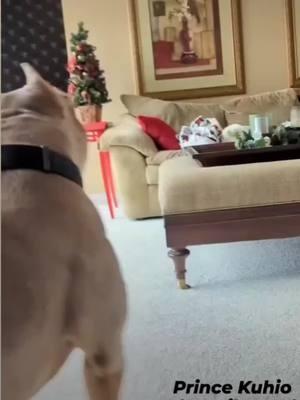 Merry Christmas 🎄Prince guarding the gifts  @Burleson Bullies, llc  #hanaikennels #prince #princekuhio #tribulky #xlb #lilactri #adoreble #bullyfans #cool #batman #robin #xlbullies #xlbully #christmas #merrychristmas #abkc #pets  #dogs #gothem.#Love #blessed #bully #bullie #bullys #bulliesofig 