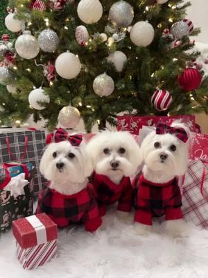 Merry Christmas from New Jersey! #dogsoftiktok #christmas2024 #leo_olivia_jolie #christmasdogsoftiktok #fyp 