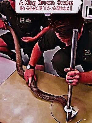 This Is How You Know A King Brown Snake ls About To Attack !#snake #kingcobra #snakesoftiktok #animals #animalsoftiktok #fyp #LearnOnTikTok 