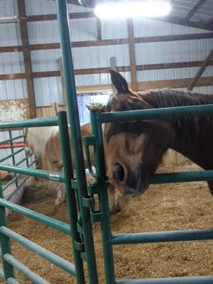 Merry Christmas, ponies, you got lumber, panels, crushed limestone, and hundreds of hours of our manual labor 😊 #horsesoftiktok #horsetok #haflinger 