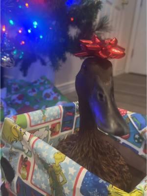 Merry Christmas from Rufus🎁 #meetrufus #quack #babies #cuteducks #viral #funnyduck #brownduck #pets #rufus #louie #ducks #animalsoftiktok #farmlife #louieandrufus #funnyamimalsontiktok #ducksoftiktok #khakiCampbell #petduck #funny #christmas 