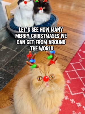 Merry Christmas from New York!  #merrychristmas #christmas #cats #christmasaroundtheworld 