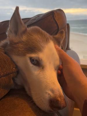 Merry Christmas from Grover, Opal, and I!! I hope you all are surrounded by loved ones. 🎄  . . . #christmastiktok #dogsoftiktok #dogs #beachlife #stgeorgeisland #christmas2024 #huskysoftiktok #christmasday2024 #santacame #doglovers