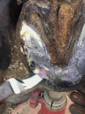 #tiktok #viral #foryou #fyp #hoof #hoofpicking #hoofcare #hoofcleaning #farrier #satisfying #asmr #clean 