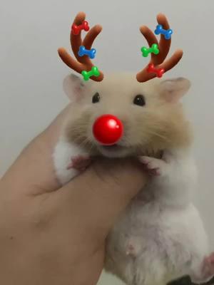 #คริสต์มาสนี้ที่TikTok  merry christmas#hamsters #hamstersoftiktok #tiktok #hams #hamster #merrychristmas 