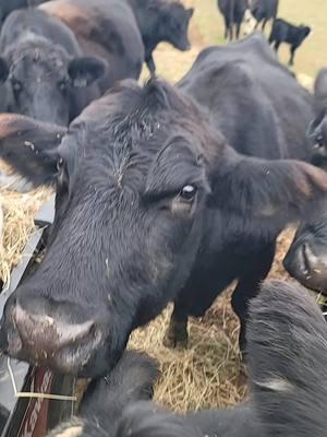 #fyp #merrychristmas #cattlefarm #farmlife #cowtok #angus #blackangus #baldycows #beefcows #moodog #grasspuppy #pasturepuppy #haymafia #countrylife #farmtok #countryliving #farmliving #lifeisbetteronthefarm #myhappyplace #justagirlwholovescows 