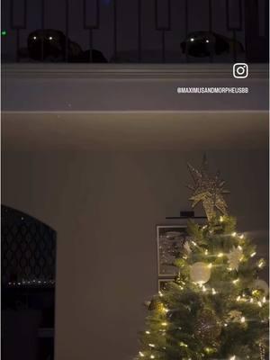 Big dog Christmas ambience . . #favoriteholiday #favoriteseason #christmastree #christmasdecorations #dogs #dogsoftiktok #dogsofttiktok #twasthenightbeforechristmas #boerboels #boerboelsoftiktok #maximusandmorpheus #dogvideos #dogreels #dogcontent #christmas #christmastime #christmaseve #bigdogs #dogtok #doglovers #sillydog #doghumor #funnydog #funnydogs #funnydogvideos #dogsoftiktokviral #funnyvideos #soundon #snoringdog #ambiance