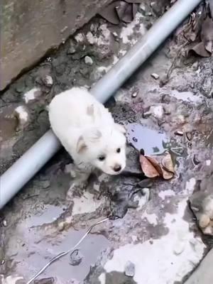 Rescue a puppy 🙏🙏🙏🙏🙏🙏🙏❤️❤️❤️❤️❤️❤️#rescue #rescueanimals #rescuedog #rescuepuppy #dog #dogsoftiktok #puppy #puppysoftiktok #animals #animalsoftiktok 