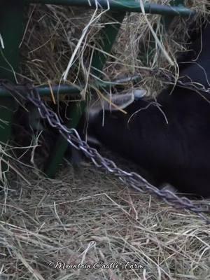 #inthehole #funnymoments #goatsoftiktok #goat #alpinegoats #haybale #crawl #memoriesbysheri #mountaincastlefarm #atthebarn #barnyard #hay 